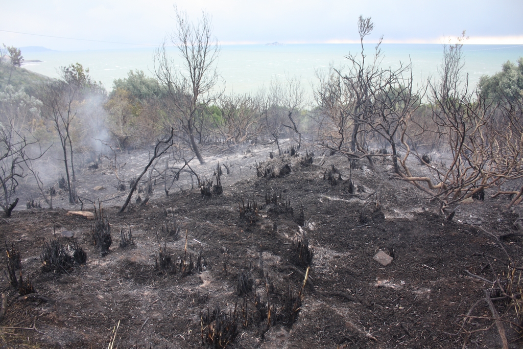 Immagine:Incendio_17-12-2011-00016.jpg