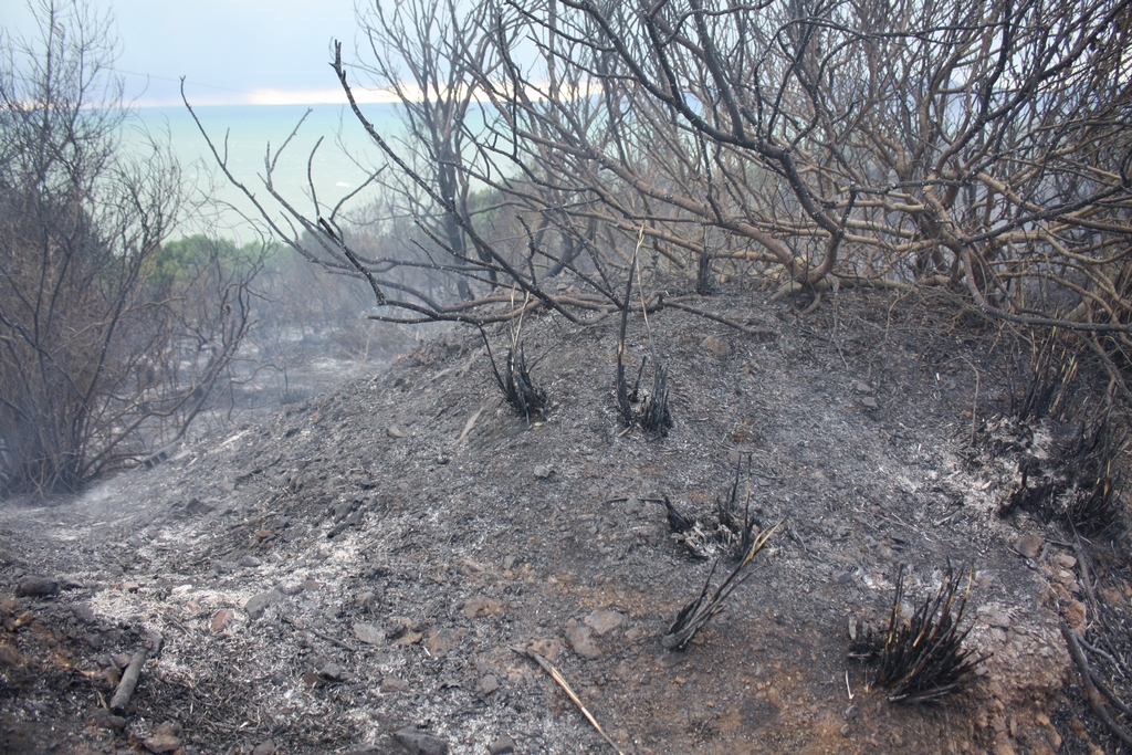 Immagine:Incendio_17-12-2011-00022.jpg