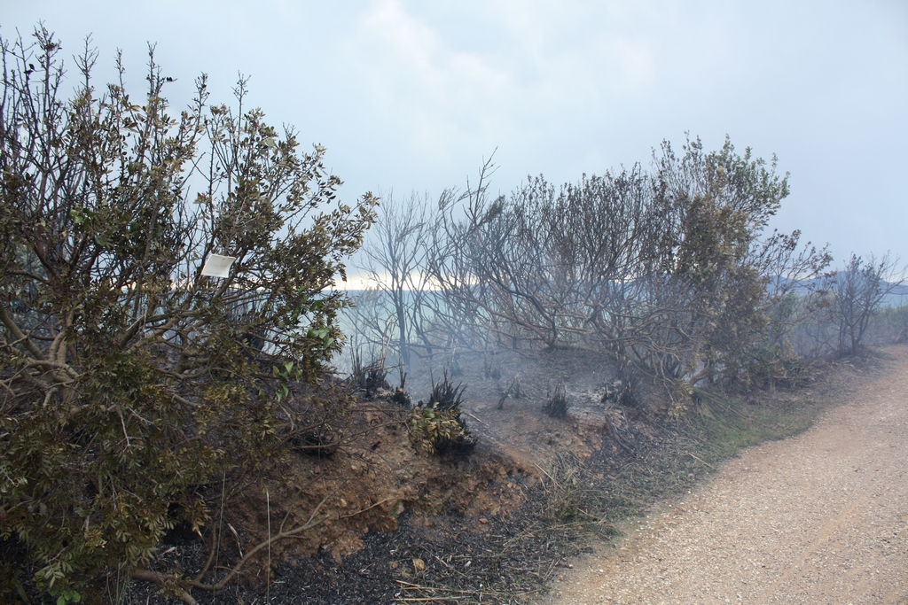 Immagine:Incendio_17-12-2011-00001.jpg