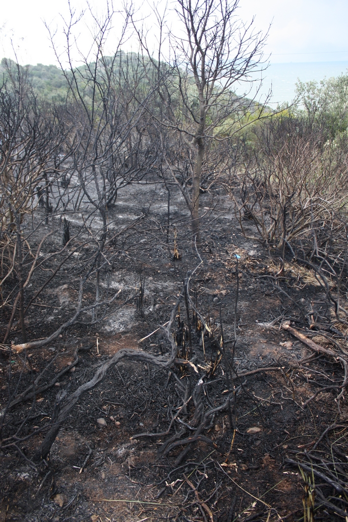 Immagine:Incendio_17-12-2011-00006.jpg