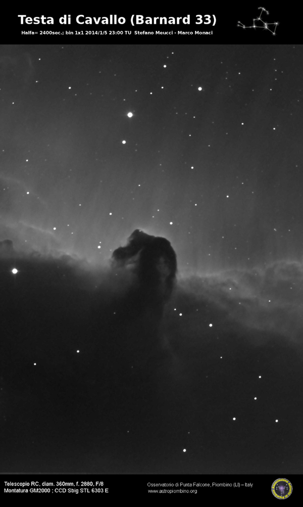 Immagine:Testa_di_cavallo_5-1-14_rid.jpg