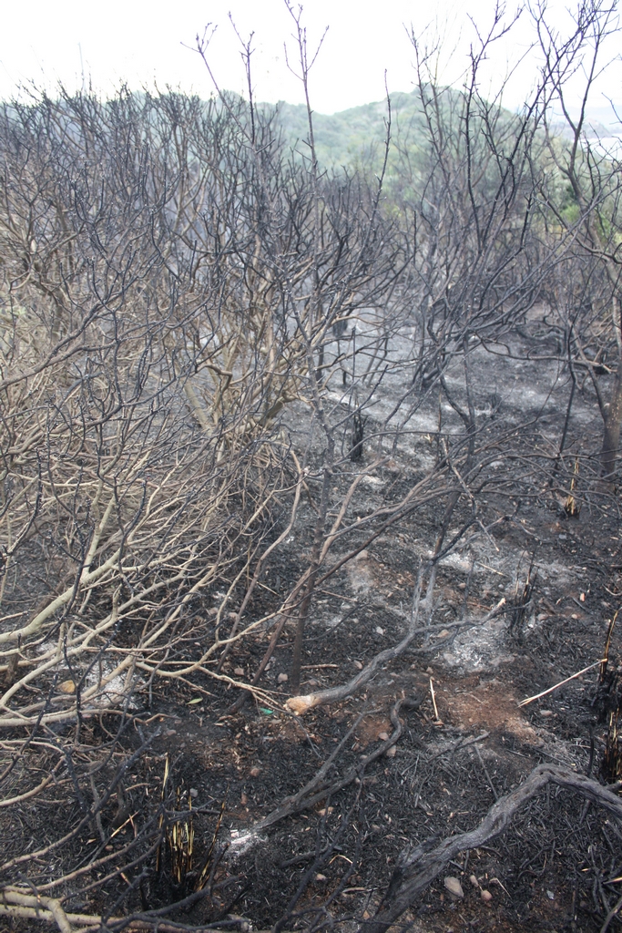 Immagine:Incendio_17-12-2011-00013.jpg