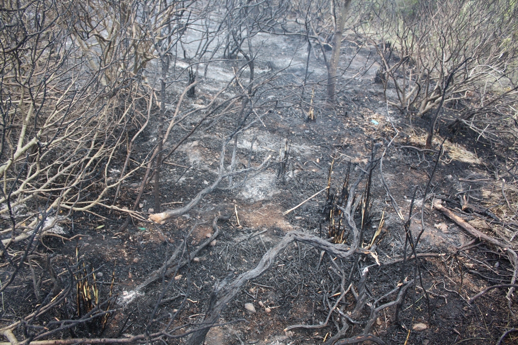 Immagine:Incendio_17-12-2011-00014.jpg