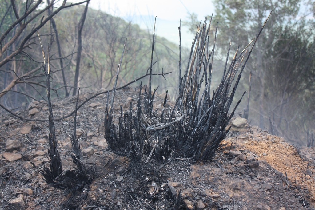Immagine:Incendio_17-12-2011-00023.jpg